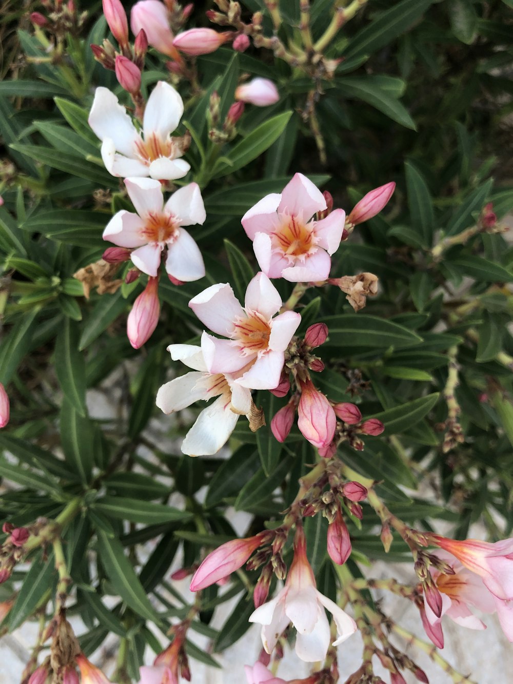 pink-petaled flower