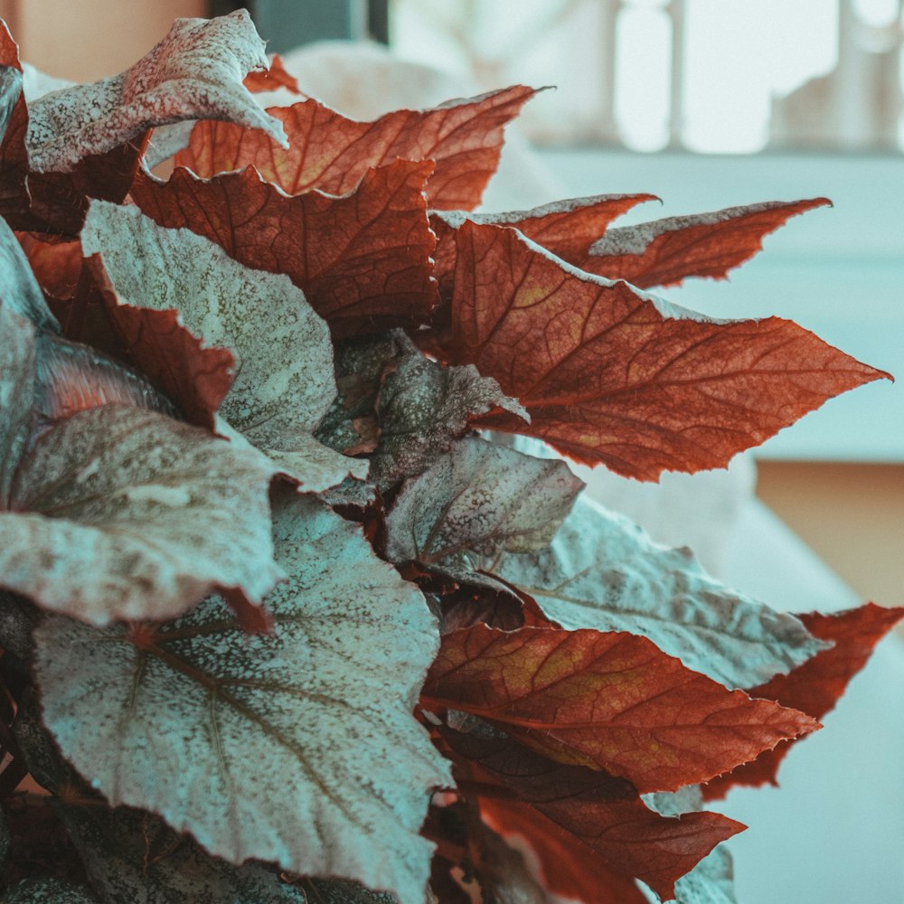 brown leaves