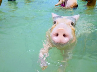 A pig is swimming in clear, turquoise water, with its snout prominently visible in the center of the image. The water is calm, reflecting a light blue-green hue, and other pigs can be seen in the background with human legs partially visible.