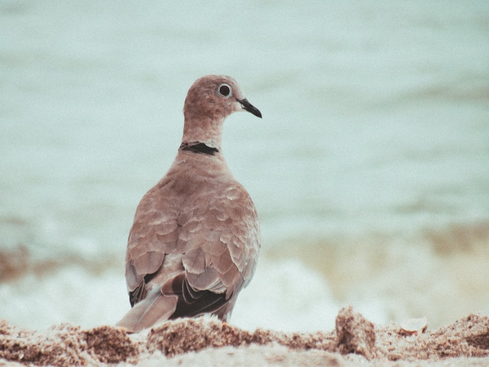 brown bird