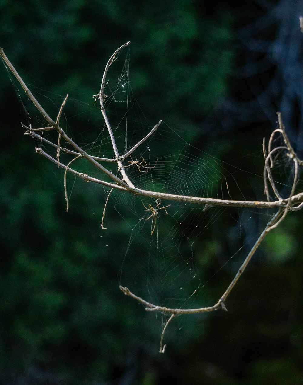 two brown spiders on web