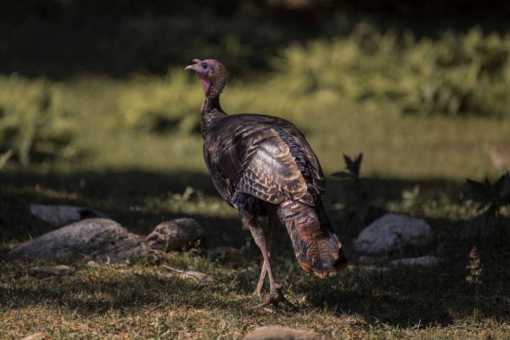 black and brown peafowl near rocks