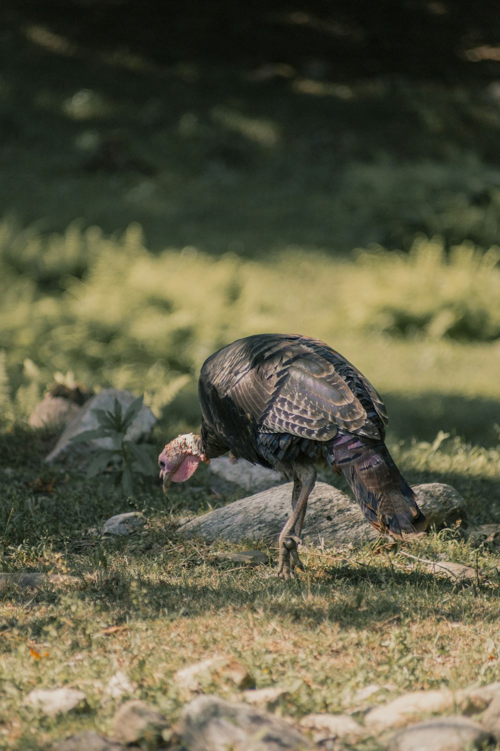 black turkey standing near rock