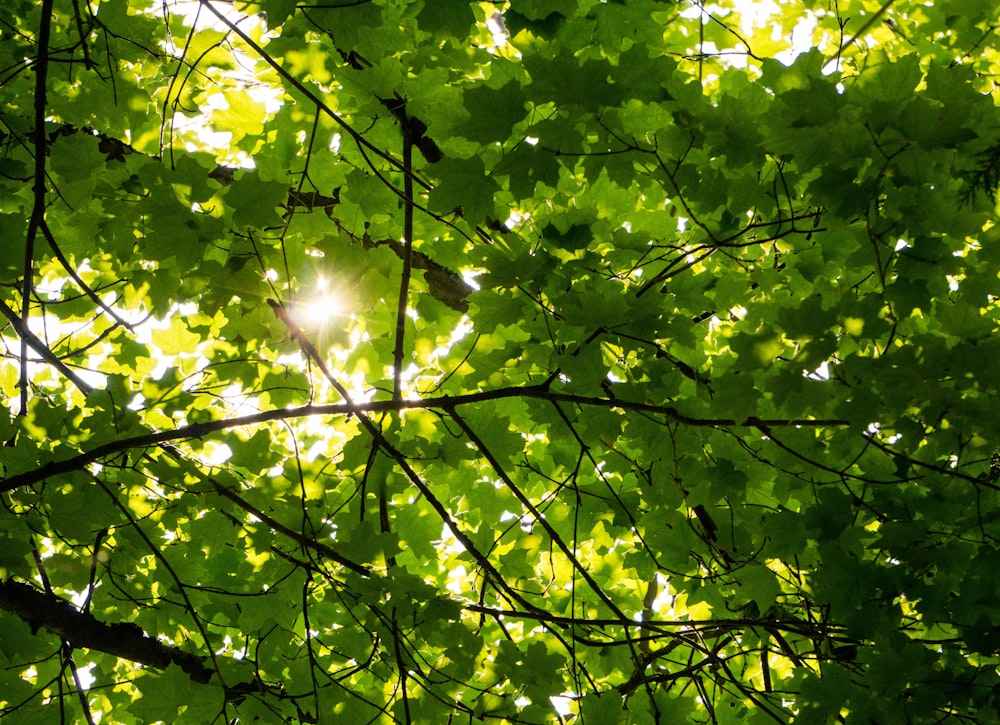 green-leafed tree