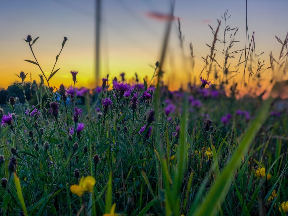 Flores moradas