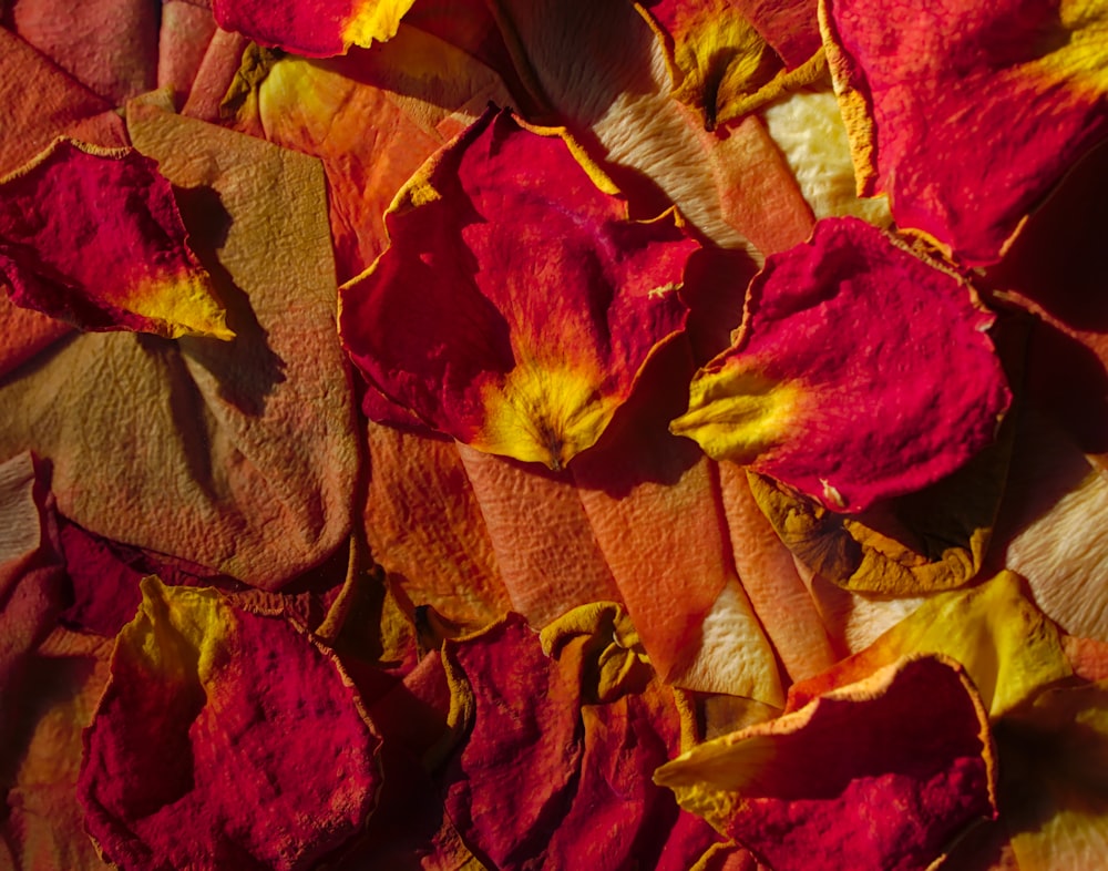 pink and yellow flower petals