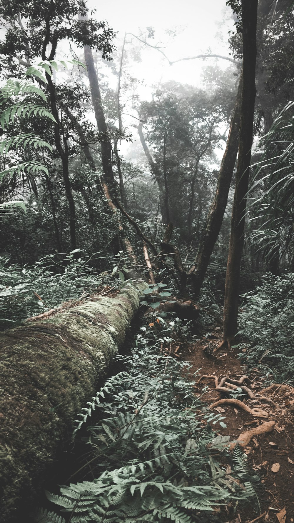 green trees during daytime