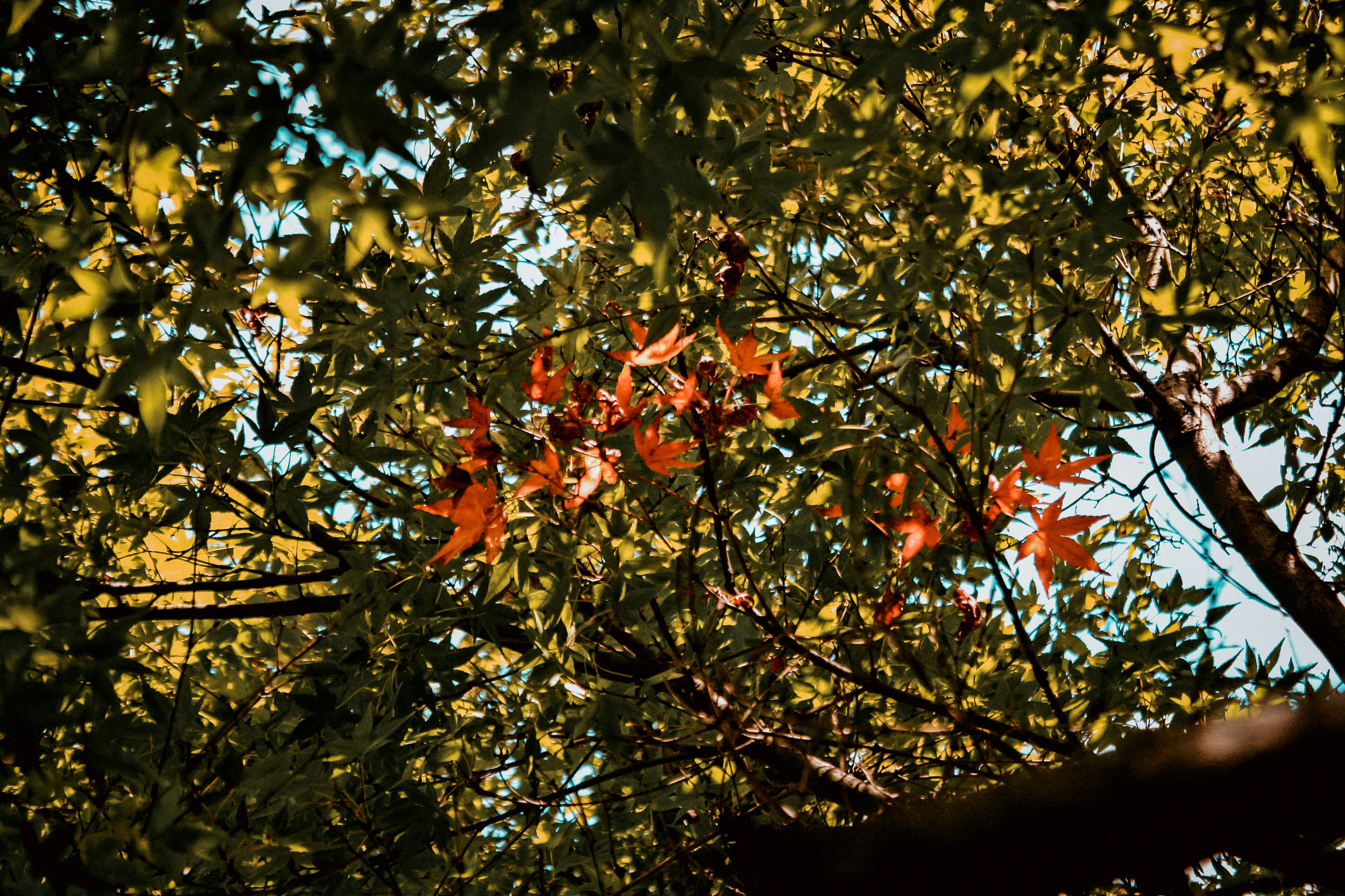 low angle photography of green tree