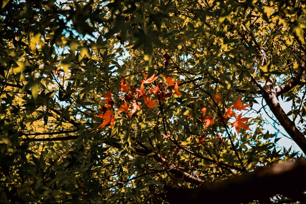 녹색 나무의 로우 앵글 사진