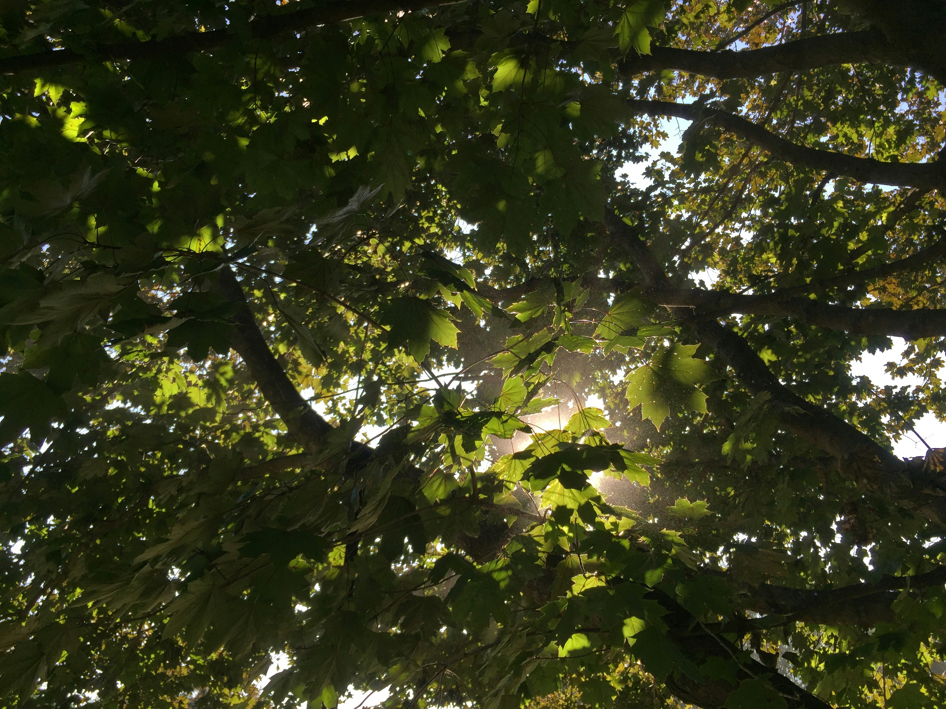 Photo by niftyartofficial1_