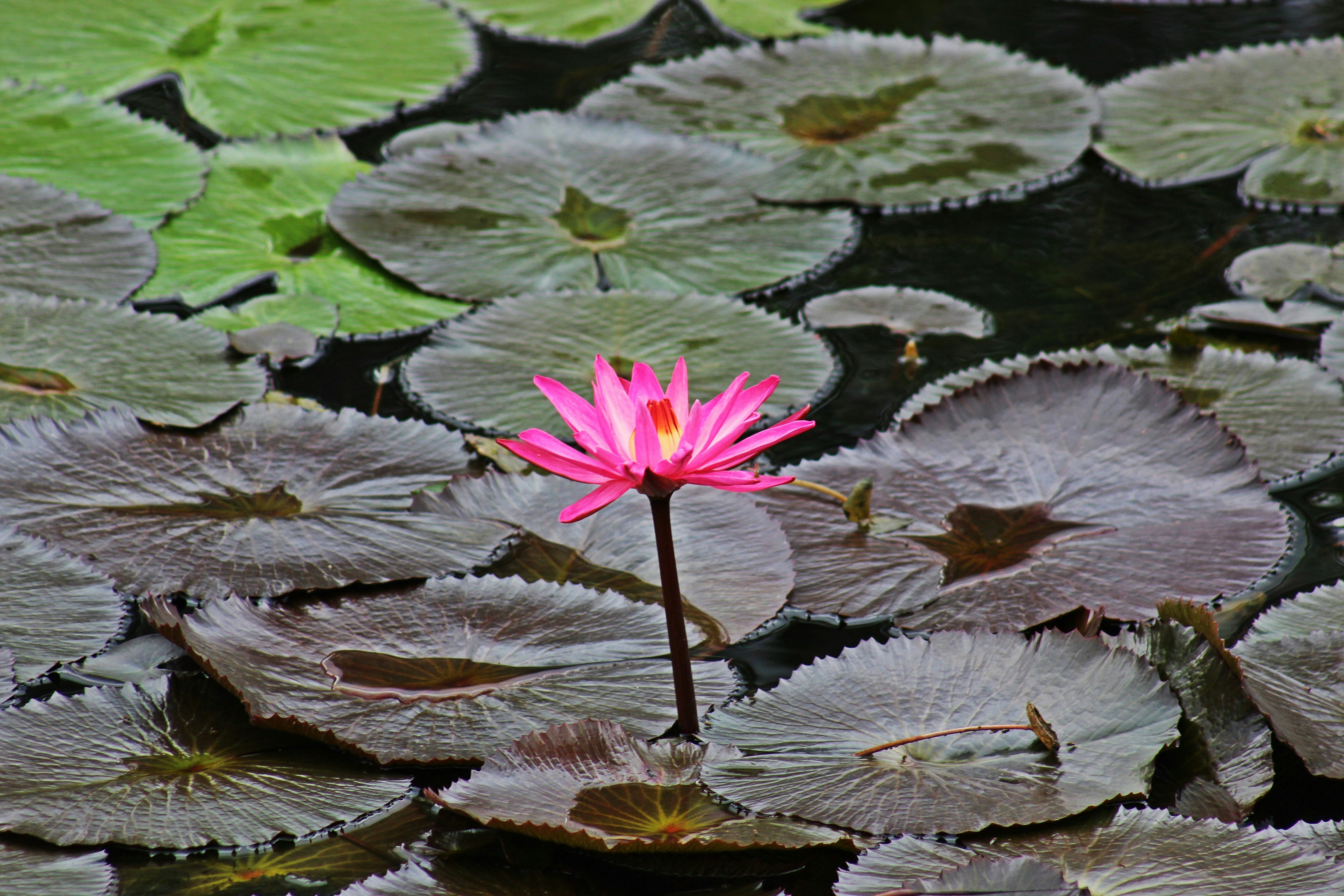 Photo by danielpelaezduque