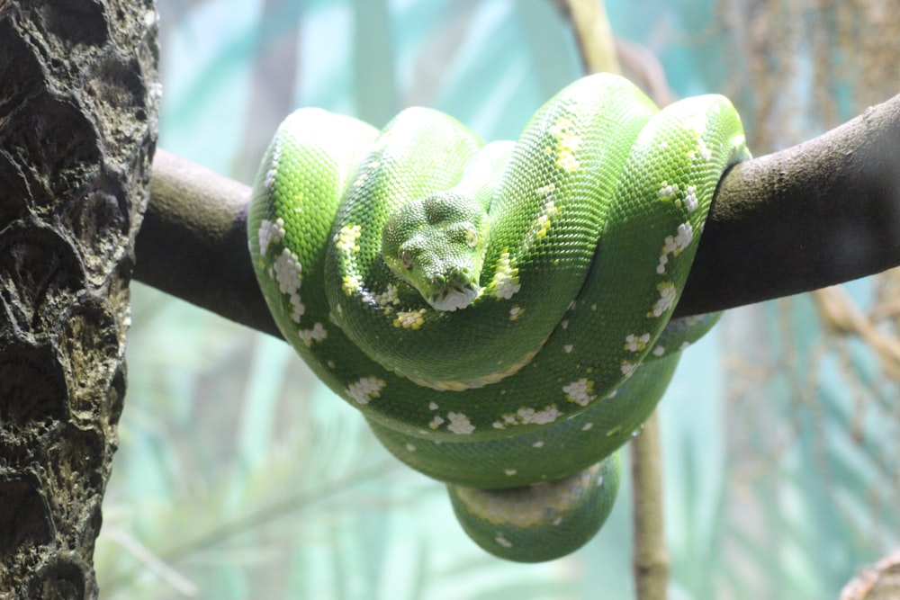 green snake