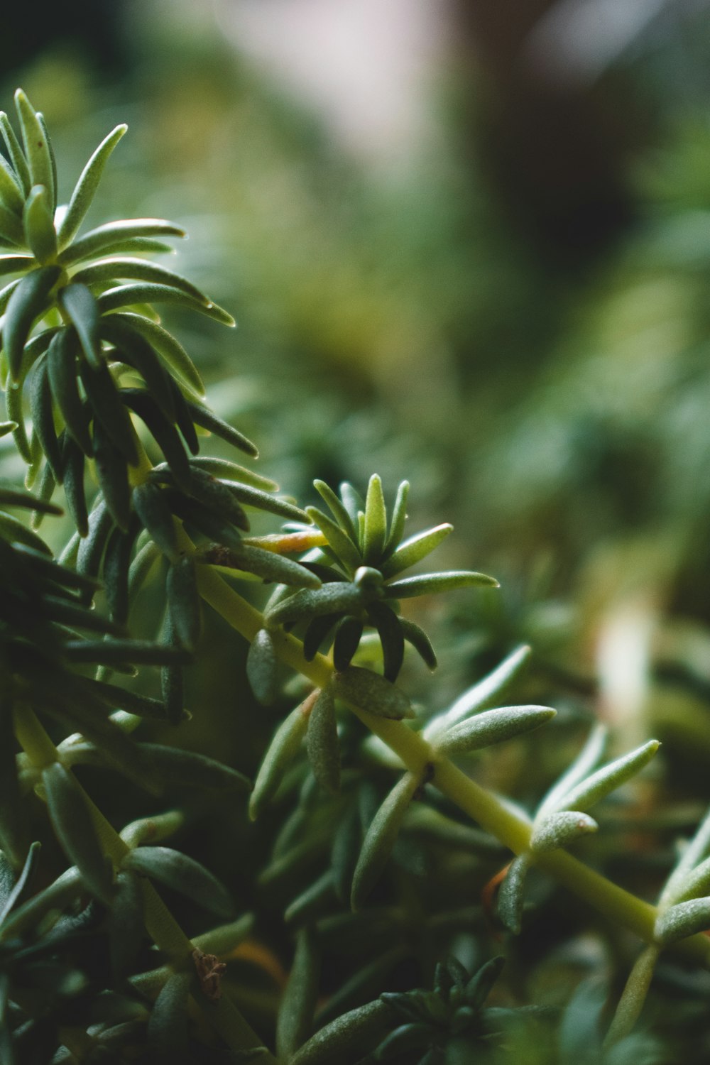 green succulent plant