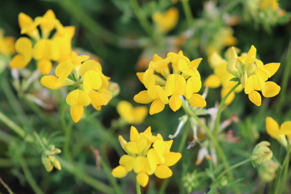 yellow petaled flower