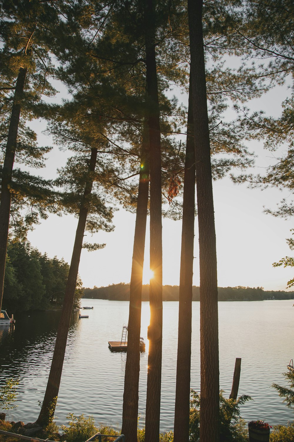 green-leafed trees during golden hour