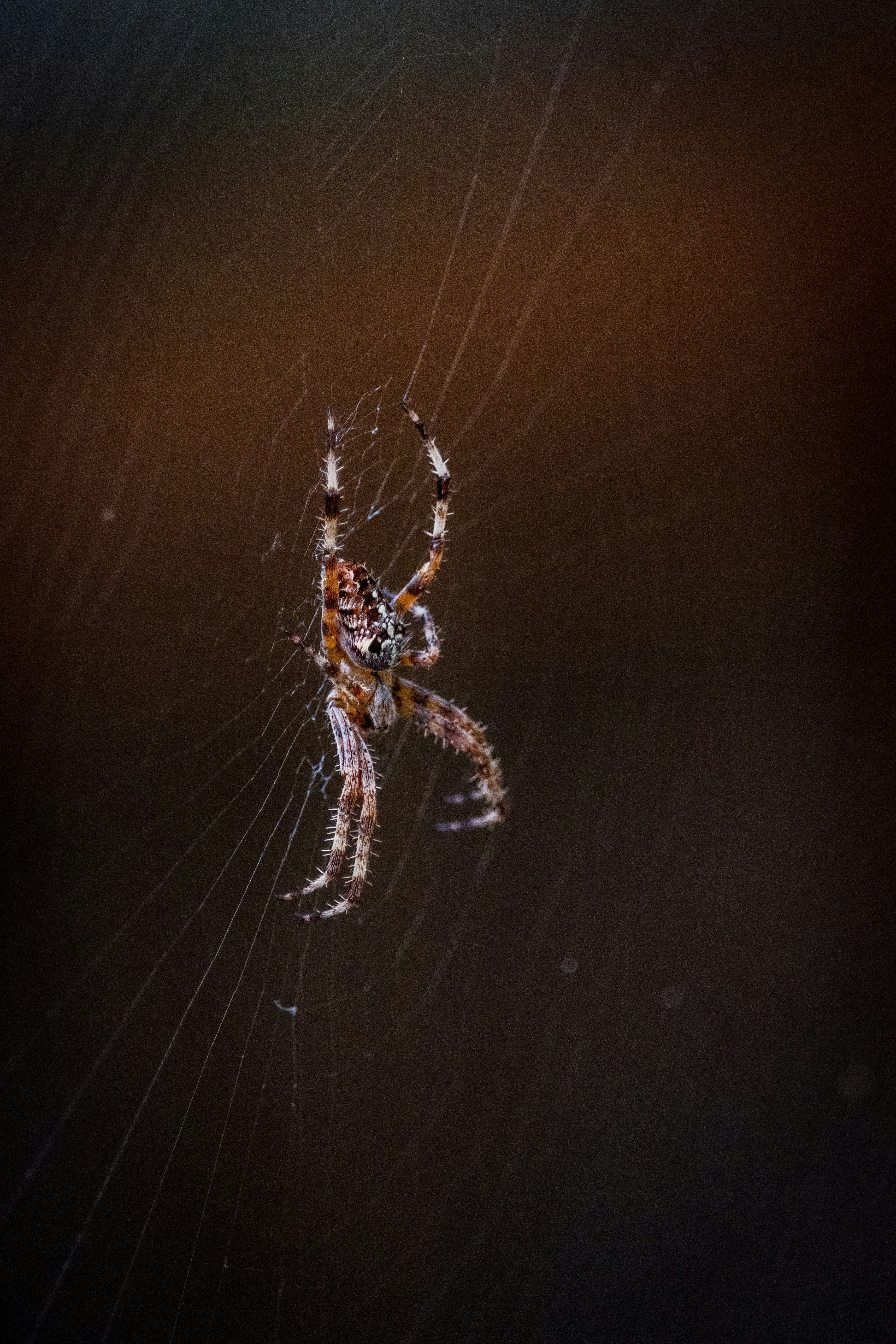 Photo by devin_photography