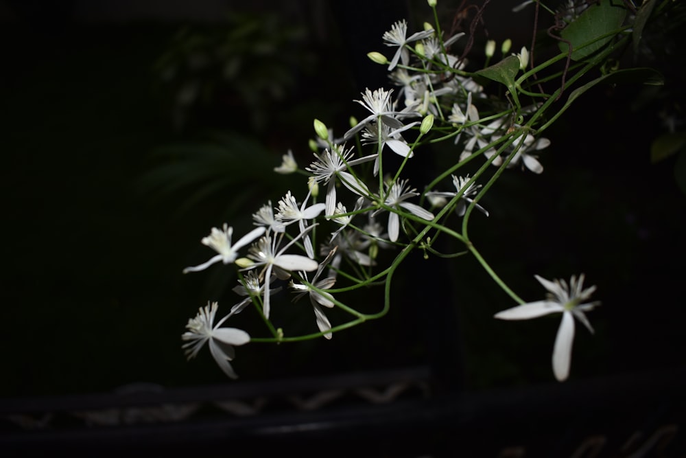 white petaled flowers