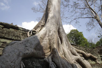 An old, large tree with intricate roots sprawling across a Ugandan landscape under a golden sunset.