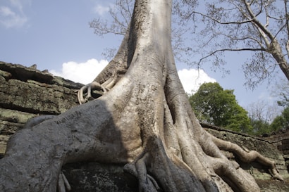 A large tree with extensive roots growing through ancient stone ruins. The tree