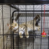 A brown and black striped cat is lying inside a metal cage. The cat has a curious expression on its face, with wide open eyes. A red and yellow toy hangs from the top corner of the cage.