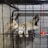 A brown and black striped cat is lying inside a metal cage. The cat has a curious expression on its face, with wide open eyes. A red and yellow toy hangs from the top corner of the cage.