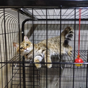 A brown and black striped cat is lying inside a metal cage. The cat has a curious expression on its face, with wide open eyes. A red and yellow toy hangs from the top corner of the cage.