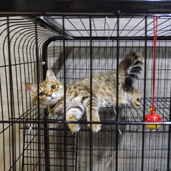 A brown and black striped cat is lying inside a metal cage. The cat has a curious expression on its face, with wide open eyes. A red and yellow toy hangs from the top corner of the cage.