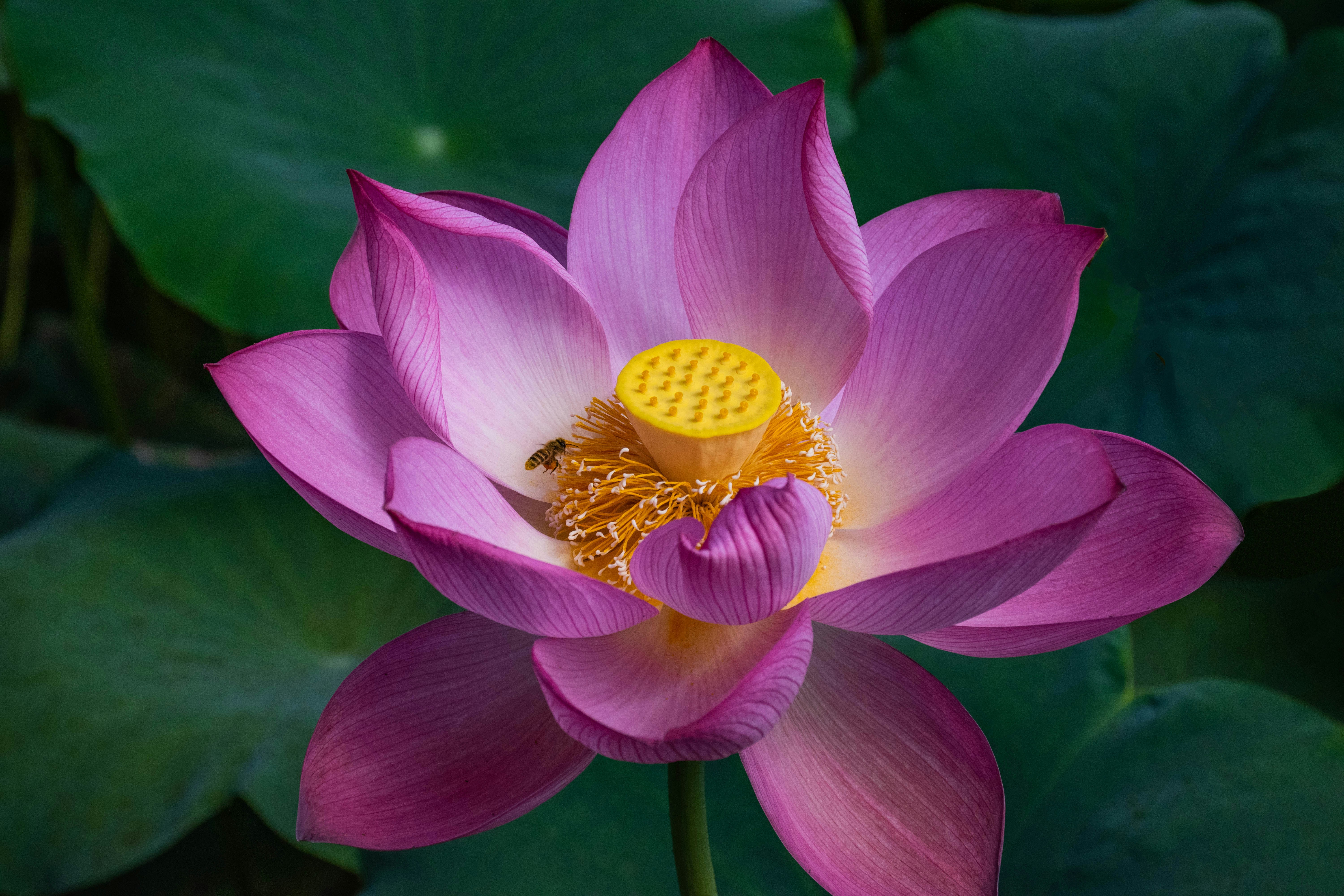 Pink Lotus Flower In Bloom During Daytime Photo Free Magenta Image On Unsplash