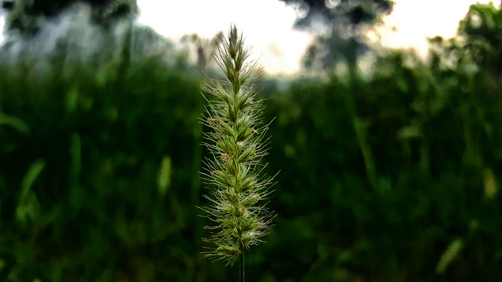 Foto der grünen Pflanze
