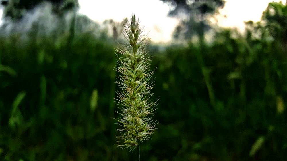 Foto de planta verde