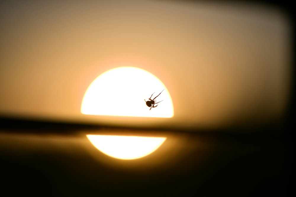 spider close-up photography