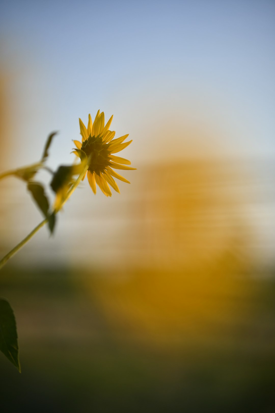 yellow sunflower in selective-focus photography