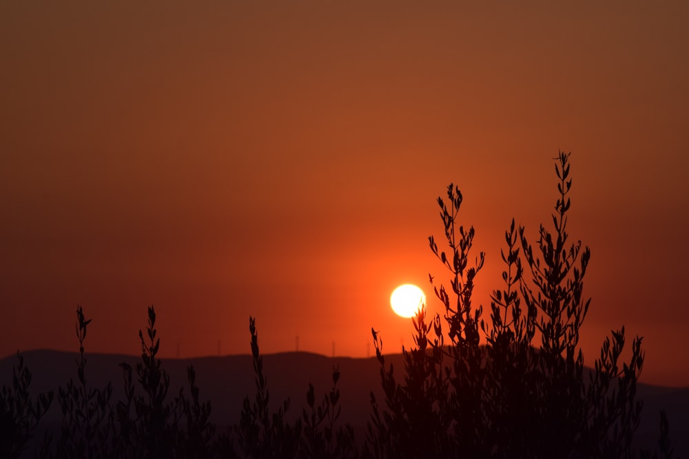 silhouette photography of plants