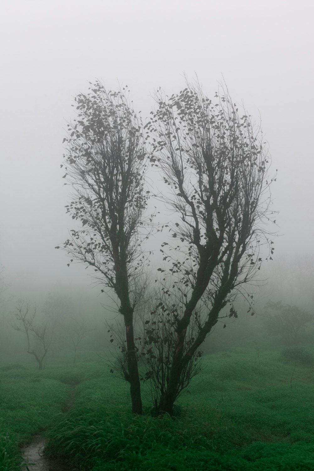 photo of foggy bare tree