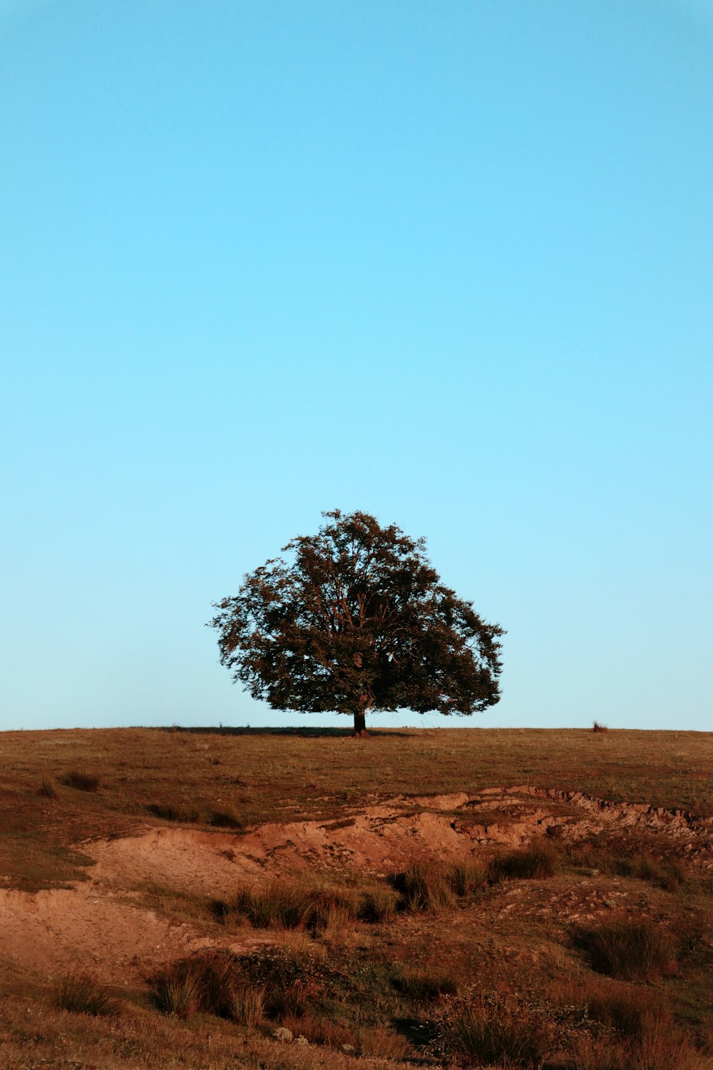 Grüner Baum auf brauner Wiese