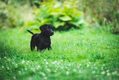 black puppy
