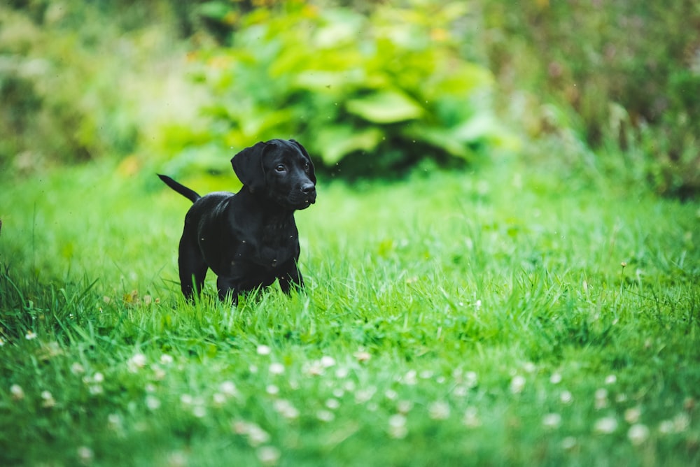 black puppy