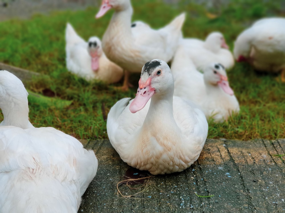 flock of ducks