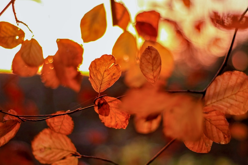 plante à feuilles brunes