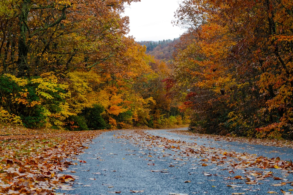 gray road towards green and yellow-trees