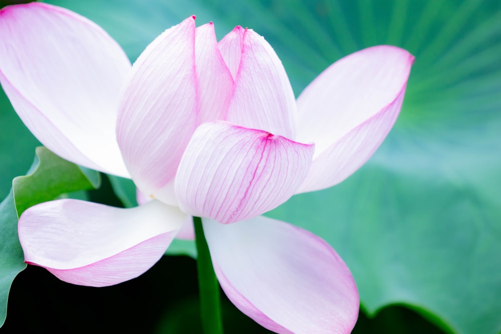 pink-and-white-petaled flower