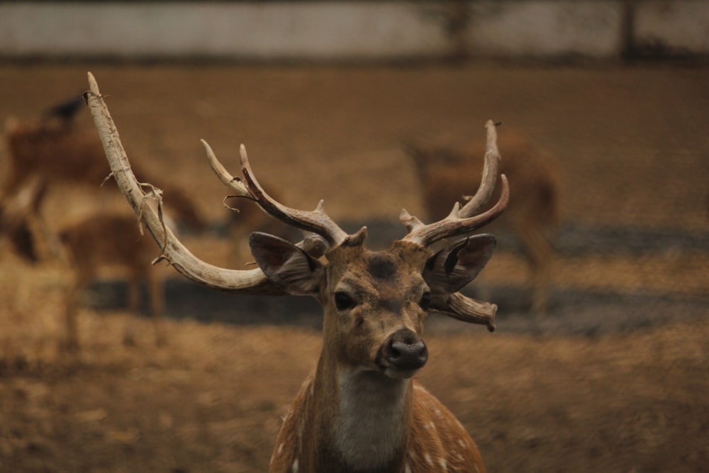 deer on desert