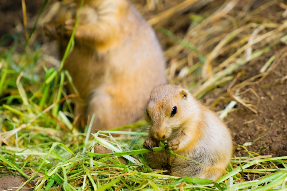 two brown rodents