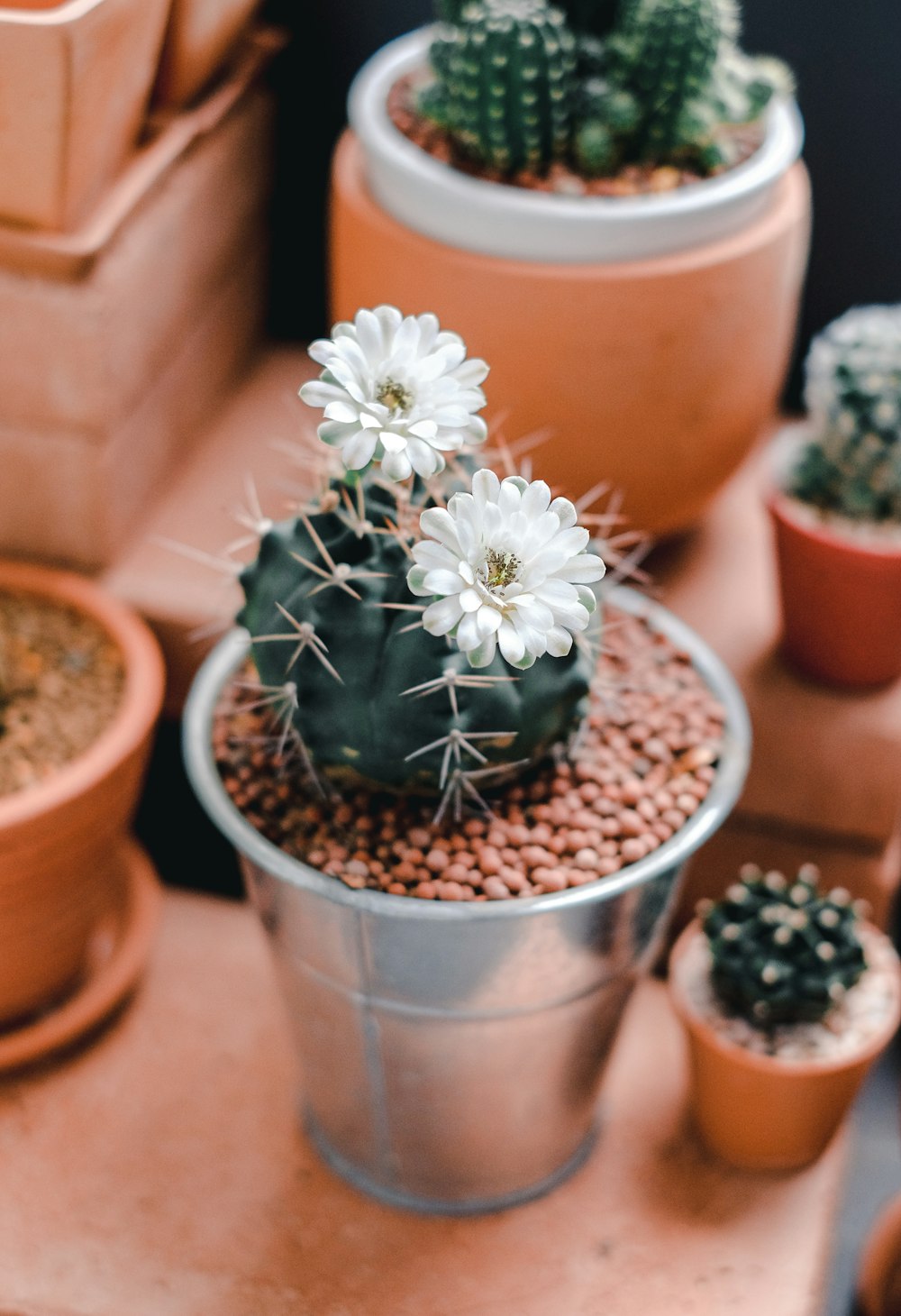 white petaled flower