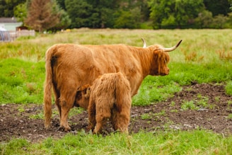A large, brown-haired cow and a calf standing on a grassy field. The cow has long, curved horns and is nursing the calf. There are trees and vegetation in the background, and the area appears to be a farm or pasture.