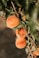 orange peach fruits