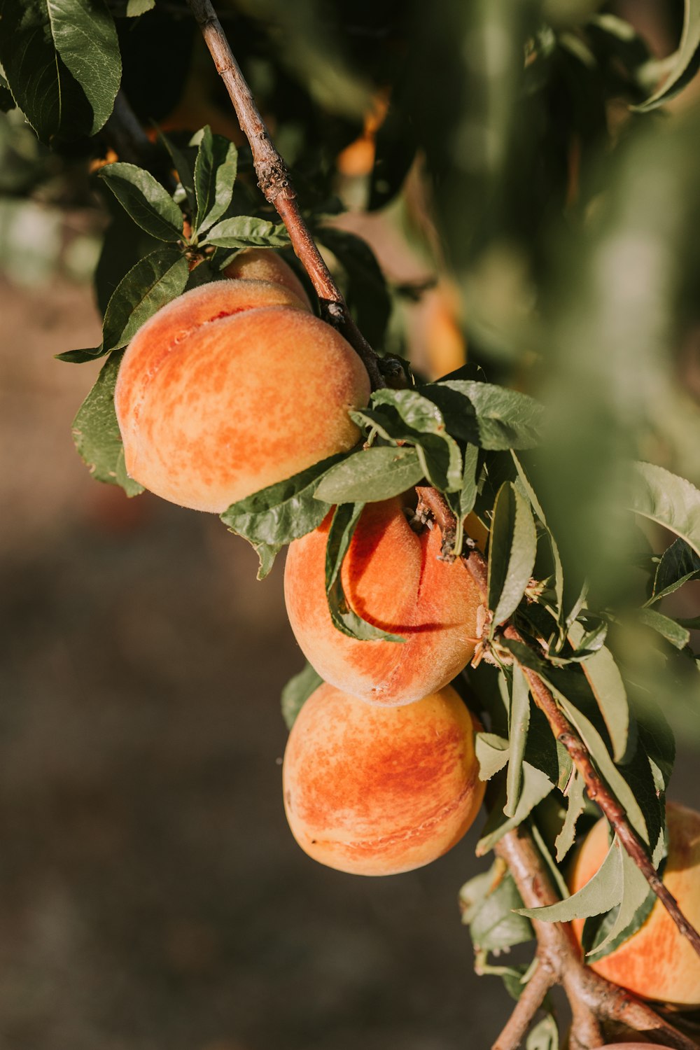 orange peach fruits