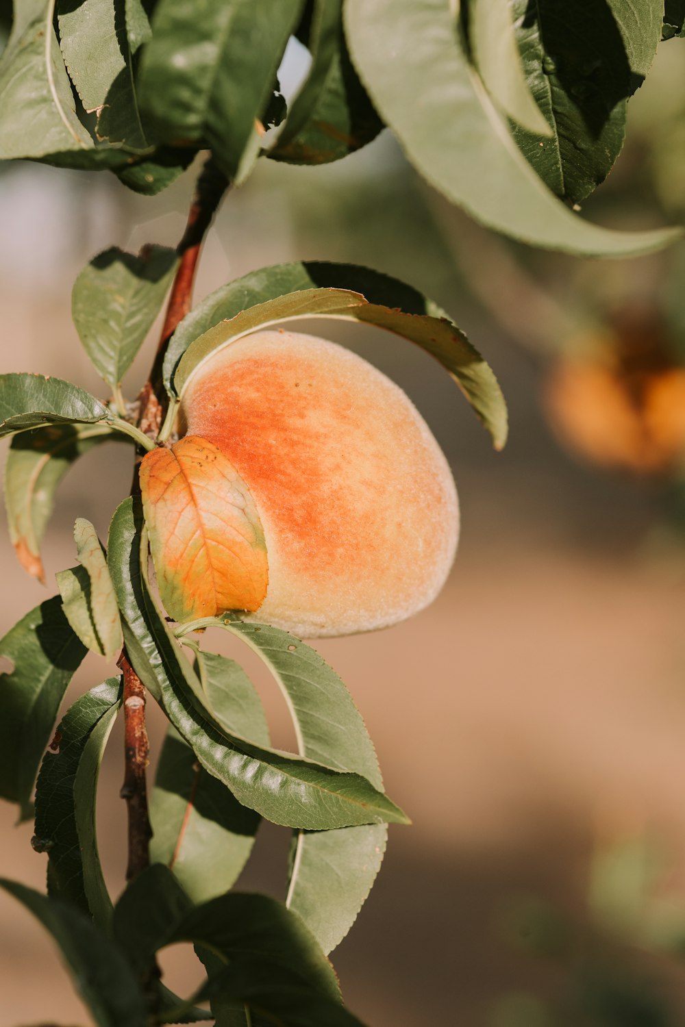 shallow focus photography of brown fruit