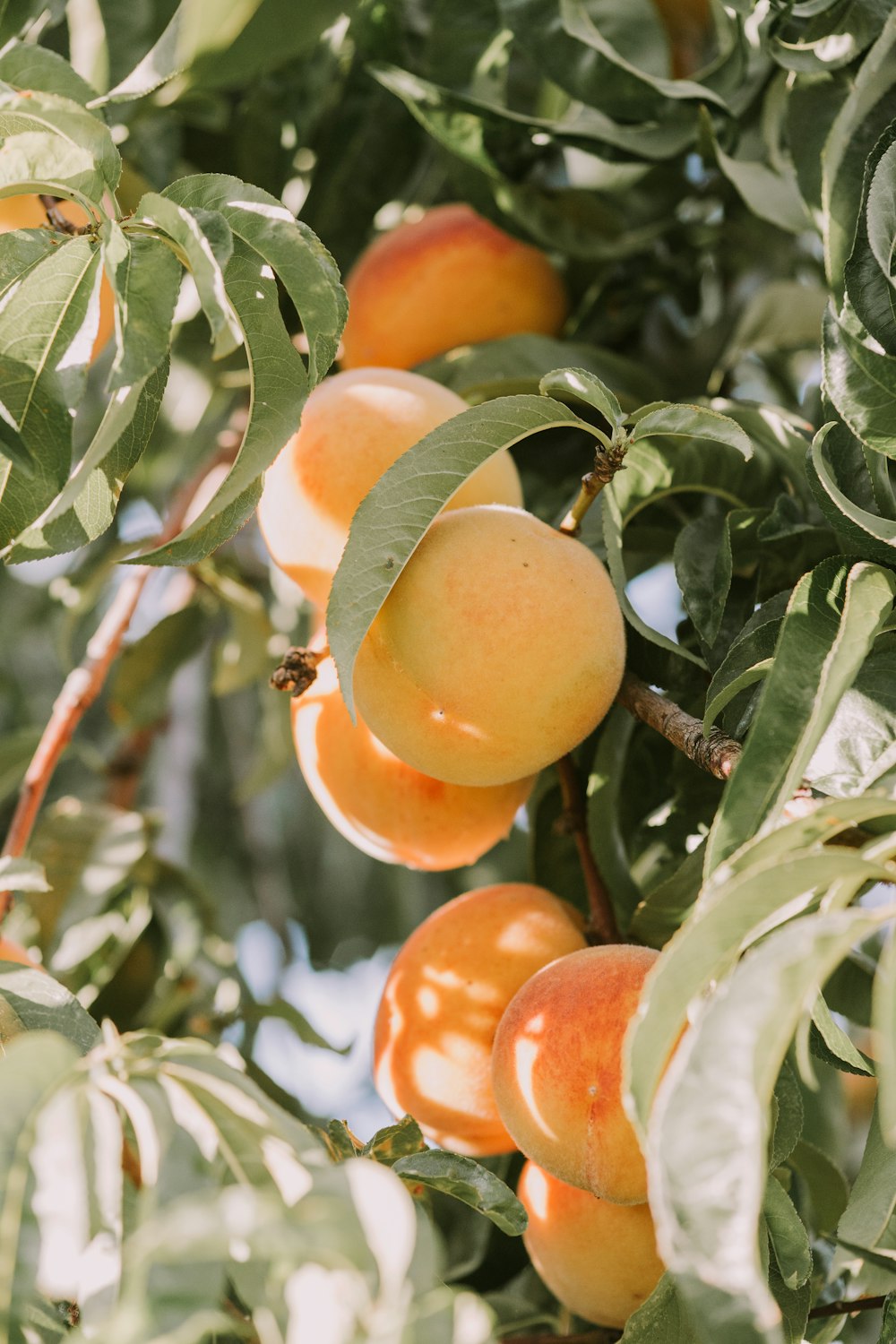 red-and-orange peach