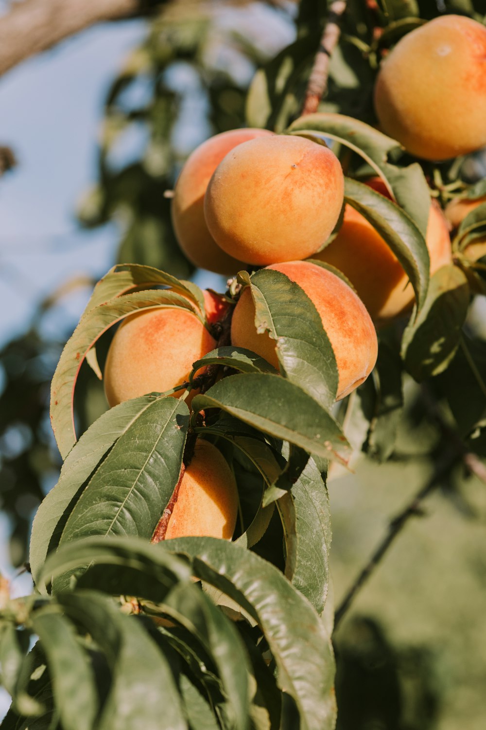 peach fruits